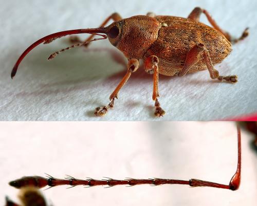 Réf. 306 343 : Curculio glandium